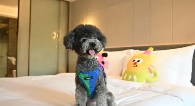 Двухместный номер Standard Wyndham Grand Zhaoqing Downtown