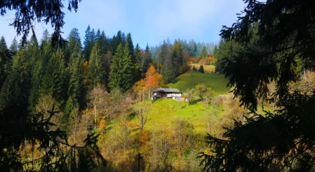 Sadyba Lisova Kvitka