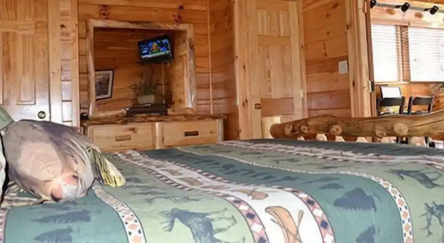 Номер Luxury с 2 комнатами с балконом и с видом на горы Dollywood Cabins