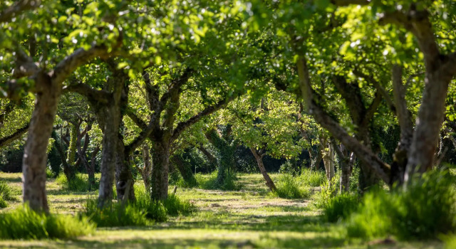 Dragon Orchard Retreat