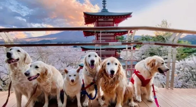 Dogland Someday