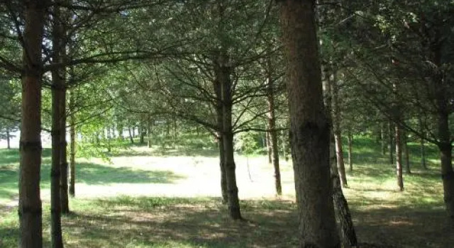 Pasuojė