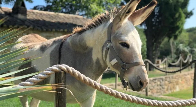Manzaralı 1 yatak odası kulübe Domaine de Gressac