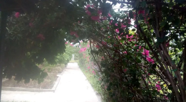 Paipai zanzibar