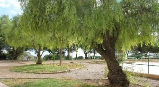 Sainvi 39c