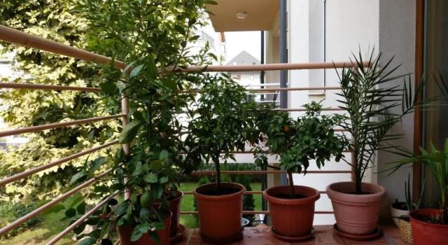 Mandarin Wellness Apartman, Забронировать Апартаменты/квартира Шиофок Шомодь, рядом с Железнодорожный вокзал Шиофок