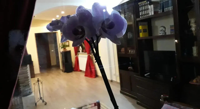 La Camelia B&B