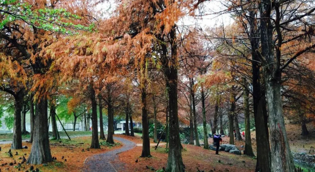 Căsuță 2 camere Park 61 B&B