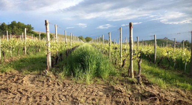 Agriturismo Rivetto, Buchen Sie Hotel Serralunga d'Alba Langhe