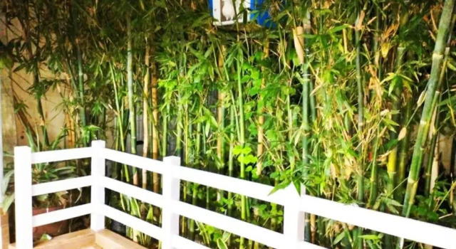 Finca Bambino Veracruz
