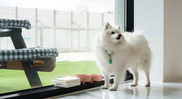 Номер Standard Gyeongju Purspet Dog Pension