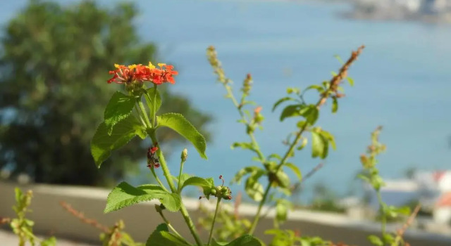 Вилла Standard Blue View Villas