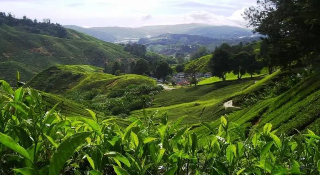 Harmony Inn Hotel, Boek Hotel Brinchang 