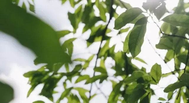 Четырёхместный номер Standard Monet Garden Coffee Farm