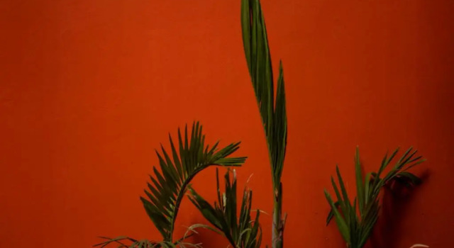 The Red Tree House, Book Hotel Mexico City Mexico DF