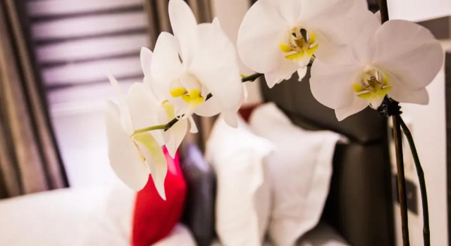 Одноместный номер Standard Henley House Hotel