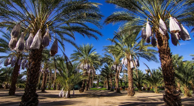 Тент Festival Campgrounds Rancho 51