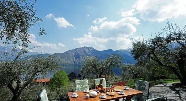 Olive Groves