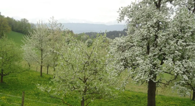 Апартаменты Kollehof