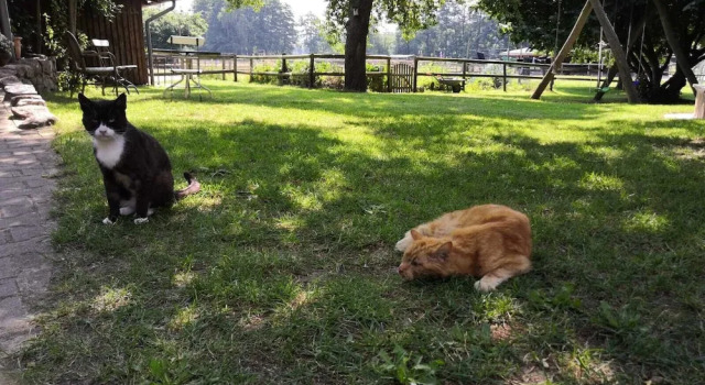 Коттедж Comfort Ferienhof Trapp
