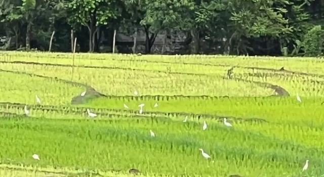 Номер Standard с балконом и с видом на горы Garden House Rice Field and Mountain View