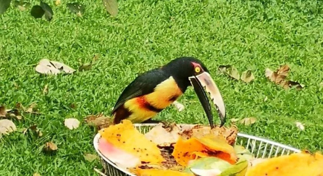 Tio Felix Eco Lodge, Varaa Hotelli San Carlos Alajuela
