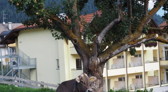 Obermairhof
