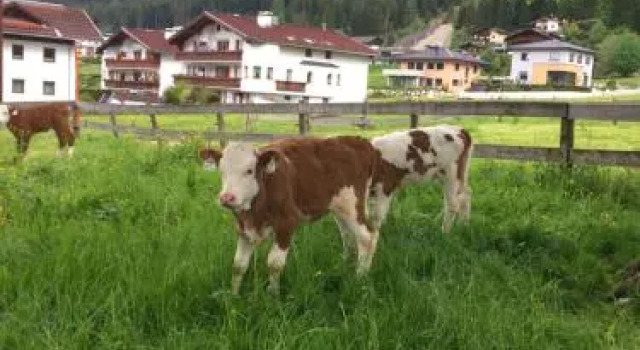 Wachhof, Prenota Hotel Maurach Achensee