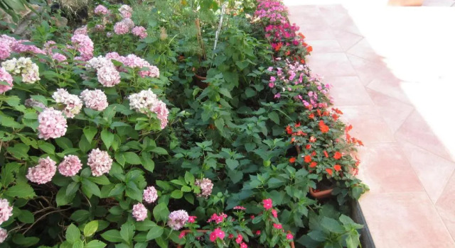 Апартаменты House Silvana - apartment with garden view