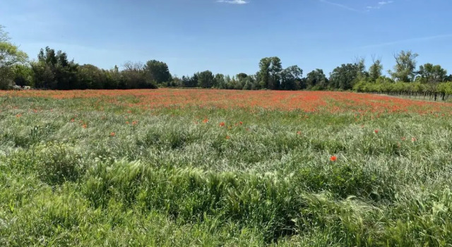 Коттедж Location gîte campagne en Provence - Vaucluse