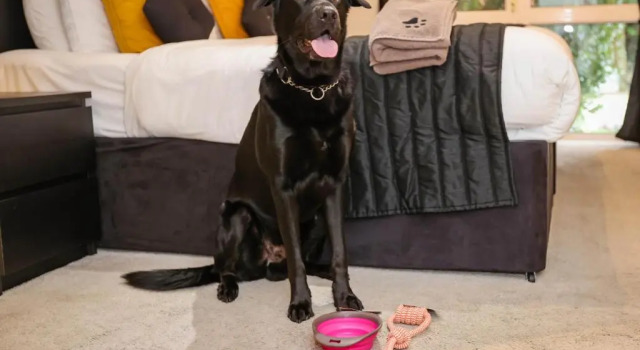 Superior- dobbelt værelse The Ashleigh - Dog Friendly