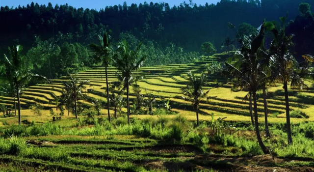 Lafyu Bali