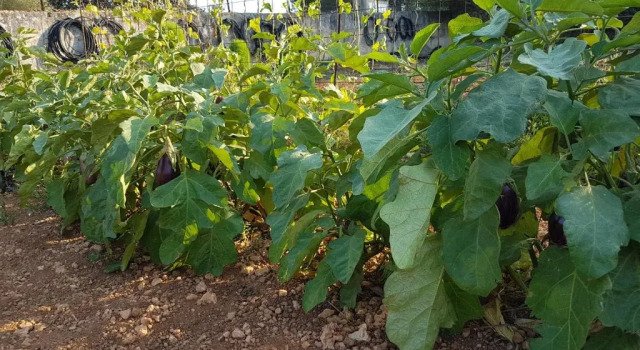 Mökki Finca Sa Cova de Mallorca