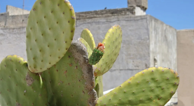Cortepatitari