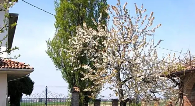 Antico Pioppo