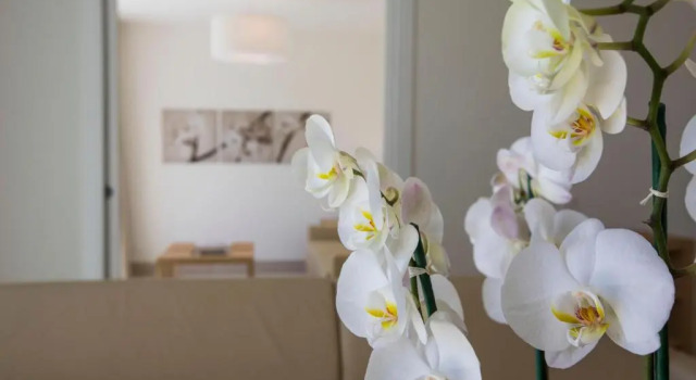 Апартаменты c 1 комнатой Delta Resort Apartments