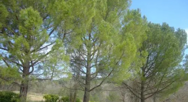 La Croix du Sud
