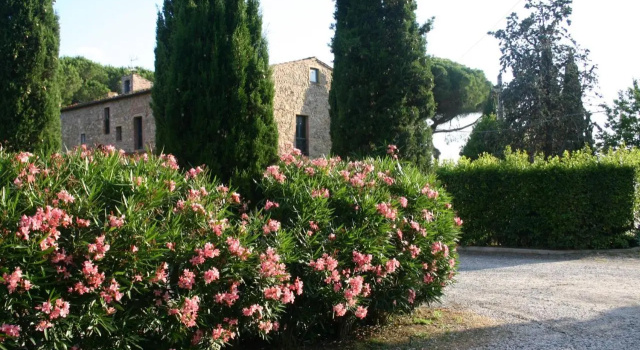 Casaleaurelia