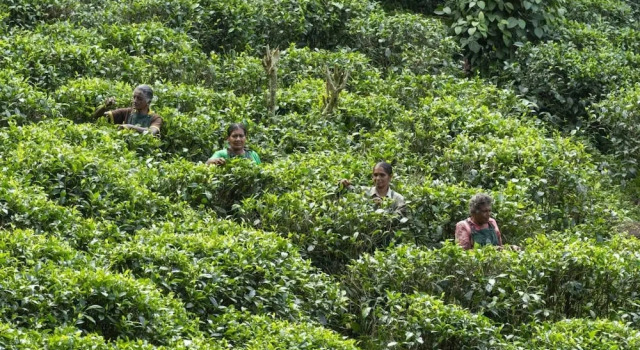 Коттедж 08 Acre Private Tea Estate Close To Galle