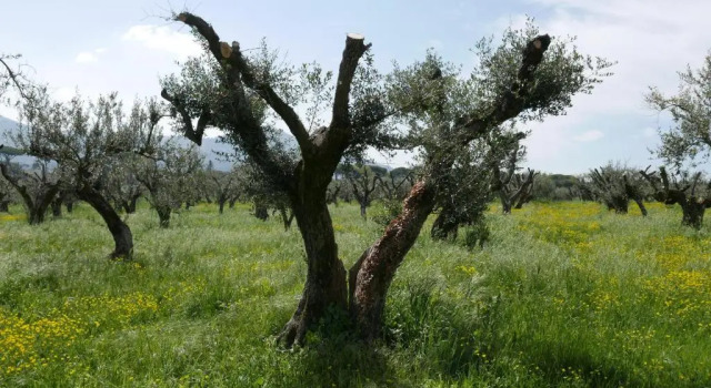 Villa Cavalletti Appartamenti, Book Villa Hoteller i Grottaferrata med parkering, Parkering