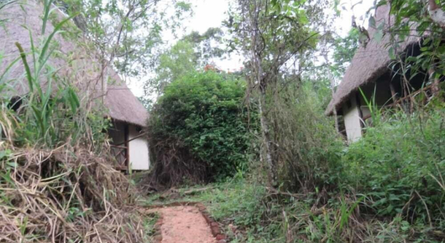 Номер Standard Jungle lodge Kibale