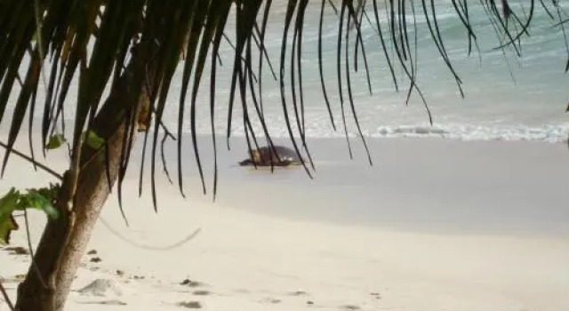 Villa Plein Soleil, Prenota Villa Anse Kerlan Praslin
