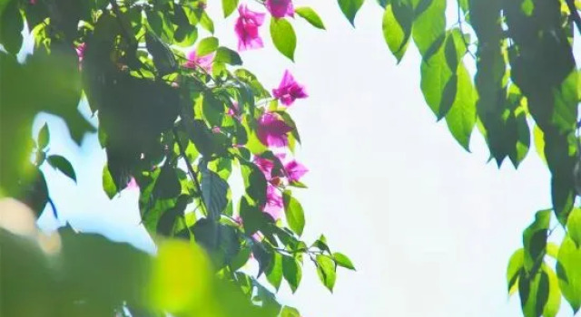 Nanping Jianyang Youruiwan Homestay, Prenota Hotel Nanping Monte Fuji
