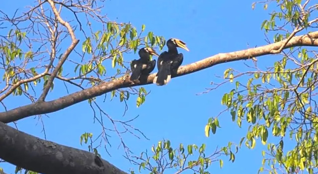 Pakchong hostel & wildlife tour, Забронировать Хостел Недорогие отели Khao Yai, недорого