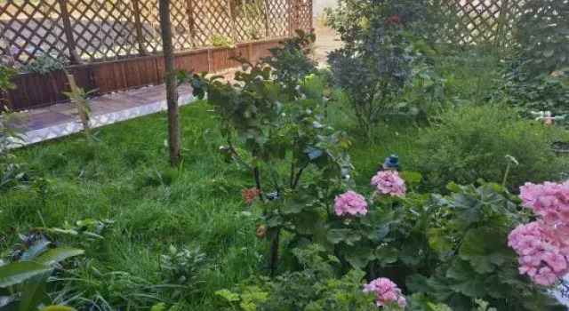 Люкс Chen Yi Homestay