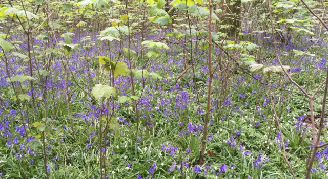 Woodlands Cottage Farm, Book Landbrugsophold Hoteller i Fareham med parkering, Parkering