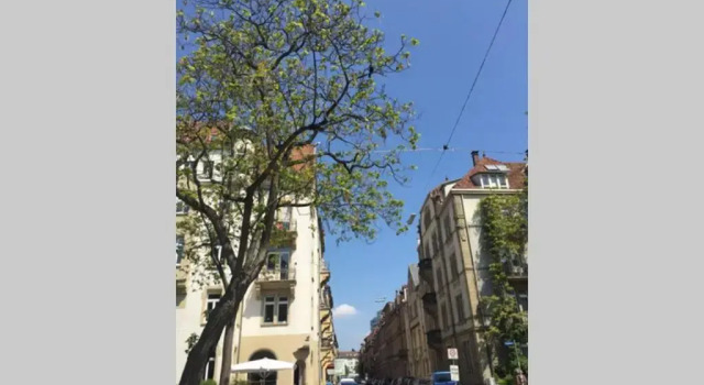 Altbauwohnung am Gutenbergplatz