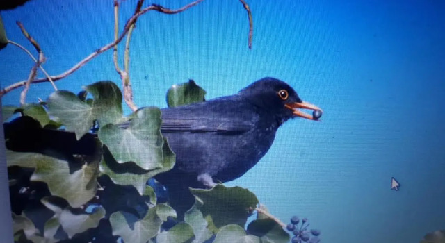 Номер Standard Le nichoir aux oiseaux