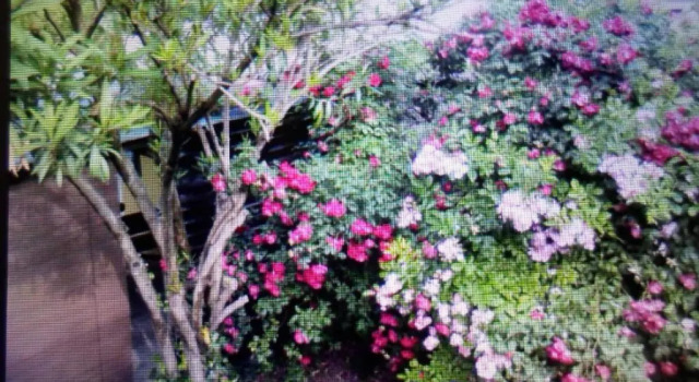 Apartment Floresita