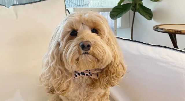 Номер Classic Bannisters Pavilion Mollymook